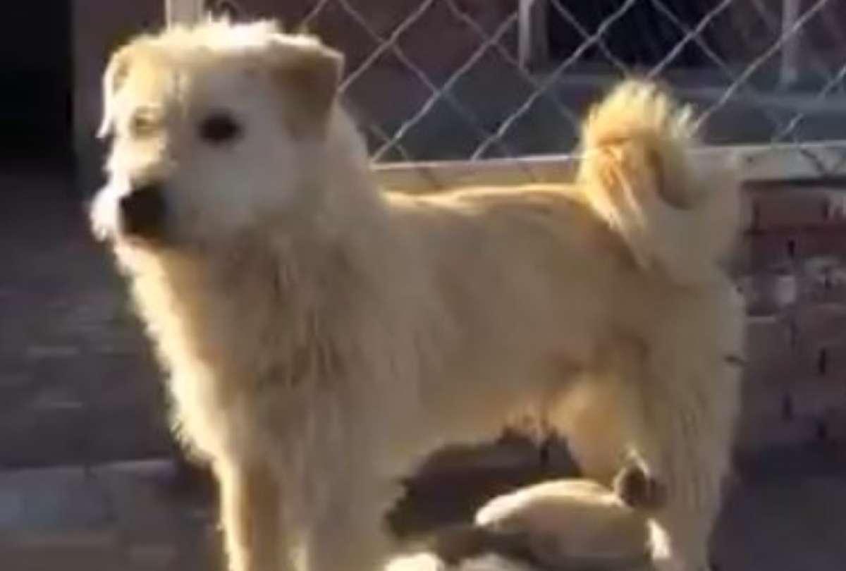 El “Perro Aura” conquista las redes sociales con su tranquilidad