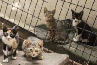 Gatos muertos iban a ser utilizados para medicina tradicional en Vietnam