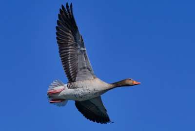Expertos estadounidenses usan cuerpos de aves para