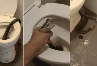 Un hombre hall&oacute; una serpiente pit&oacute;n en la taza de un inodoro.
