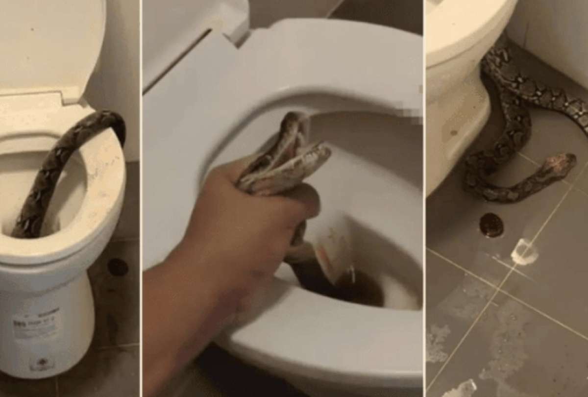 Un hombre hall&oacute; una serpiente pit&oacute;n en la taza de un inodoro.