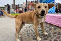 En redes sociales se hizo viral el #video del perrito &lsquo;mojado&rsquo;