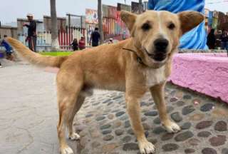 Deportan a Oso, el perro que cruz&oacute; de &lsquo;mojado&rsquo; la frontera con EE. UU.