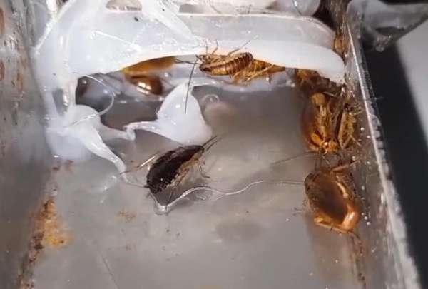 La Agencia Nacional de Regularizaci&oacute;n, Control y Vigilancia Sanitaria (Arcsa) cerr&oacute; una pizzer&iacute;a en Daule tras encontrar plagas en la cocina. 
