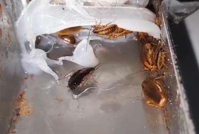 &iexcl;Cucarachas en la pizza! Arcsa clausur&oacute; negocio