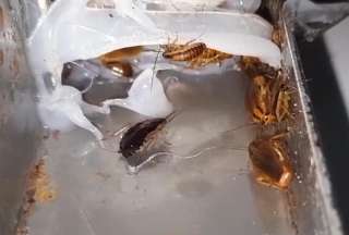 &iexcl;Cucarachas en la pizza! Arcsa clausur&oacute; negocio