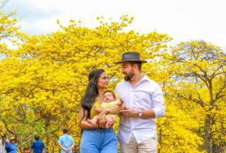 Guayas: Se adelant&oacute; el florecimiento de los Guayacanes