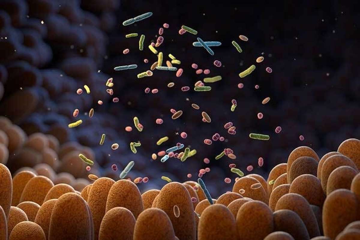 Hoy se entregó el primer premio Nobel de 2024. Se entregó a dos científicos que descubrieron el microARN.