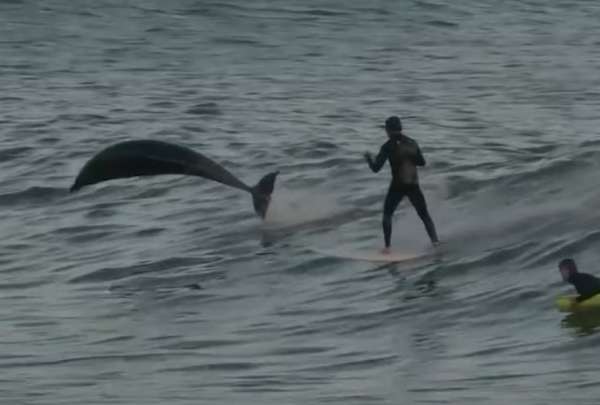 Delfines 'acompa&ntilde;aron' a surfistas en California.