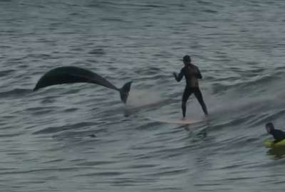 Delfines 'acompa&ntilde;aron' a surfistas en California.