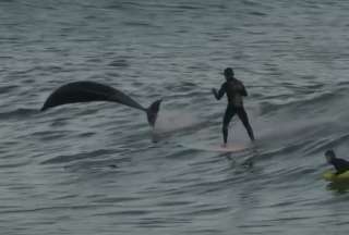&iexcl;Sorpresa en la playa! Delfines &lsquo;irrumpieron&rsquo; a surfistas en California