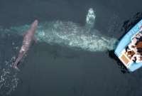 Registraron en video el nacimiento de una cr&iacute;a de ballena gris