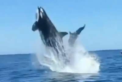 Internautas creen que lo que parece un accidente es, en realidad, la cacer&iacute;a de la orca sobre el delf&iacute;n.