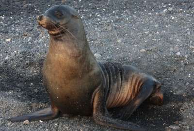 Los leones marinos son originarios de las islas Gal&aacute;pagos. 
