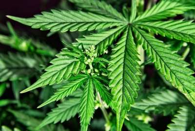 M&eacute;xico liber&oacute; primeros productos elaborados con cannabis