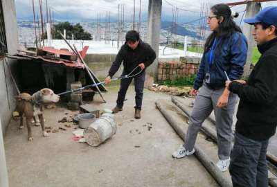 Se descubre nuevo caso de maltrato animal en Quito