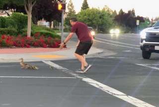 Un hombre muri&oacute; tras ayudar a unos patitos a cruzar la calle