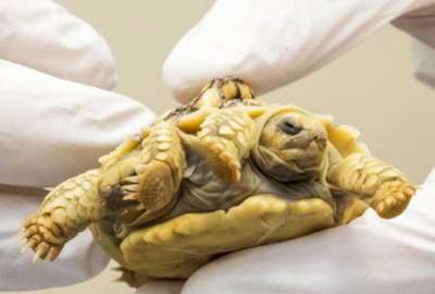 Seg&uacute;n cient&iacute;ficos, la tortuga podr&iacute;a vivir hasta 150 a&ntilde;os.