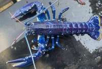 Pescador encontró una rara langosta azul