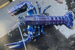 Pescador encontr&oacute; una rara langosta azul