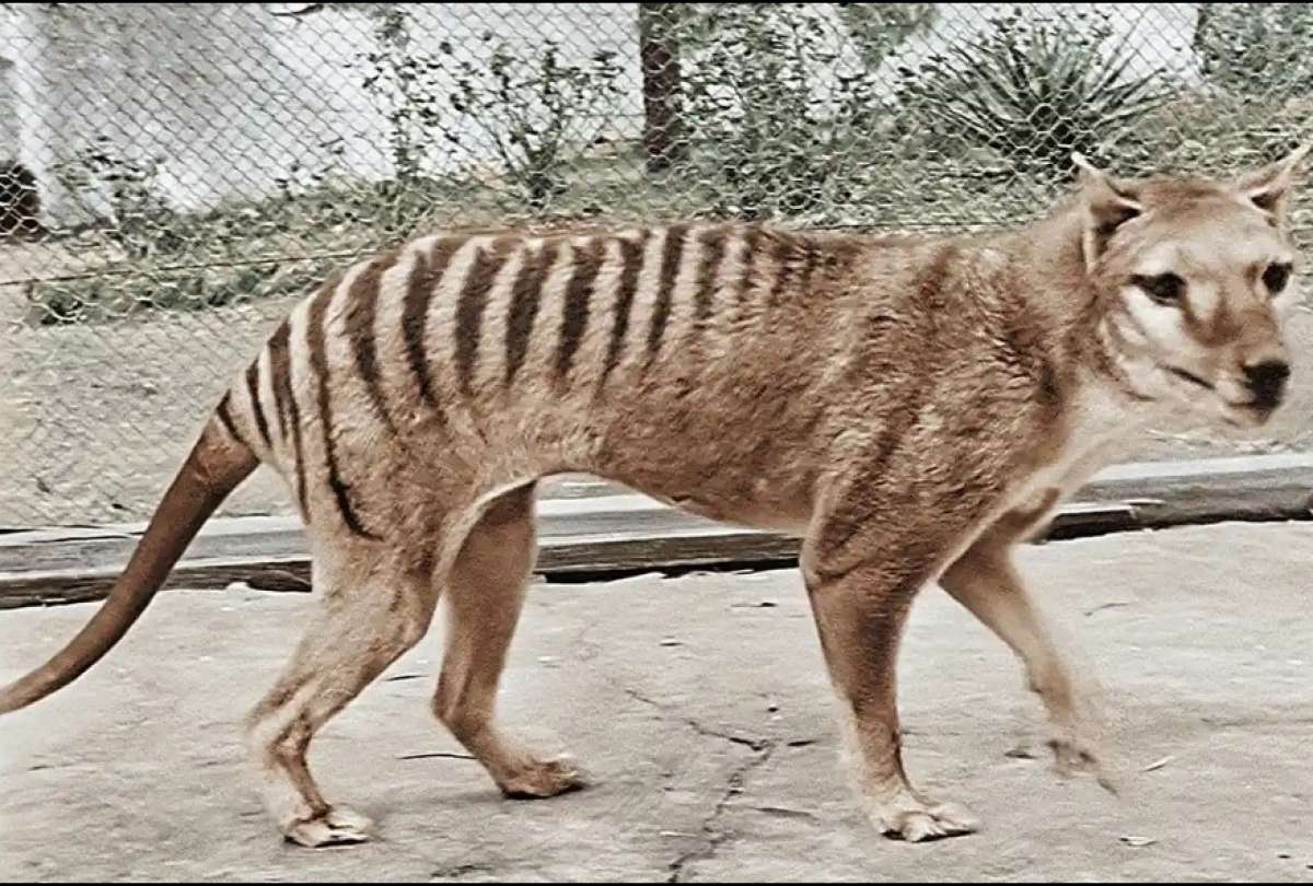 Investigadores tratan de revivir a un tigre de Tasmania extinto hace 83 a&ntilde;os