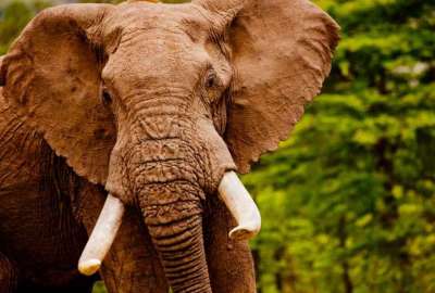 El incidente reaviva el debate sobre el turismo con animales como el elefante.