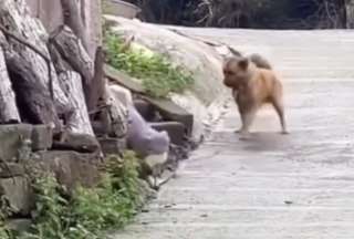 Lealtad perruna: Can libera a su amigo atado a un poste