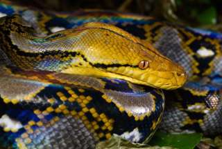 Serpiente pit&oacute;n de ocho metros devor&oacute; a un granjero