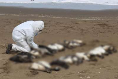 2.000 ping&uuml;inos mueren en las playas de Uruguay