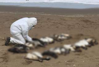 2.000 ping&uuml;inos mueren en las playas de Uruguay