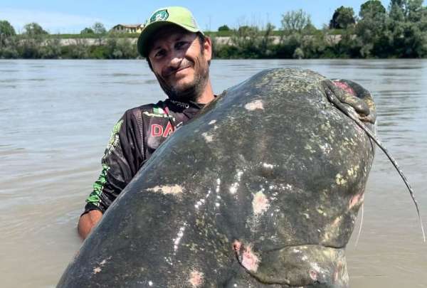 Capturan a un extra&ntilde;o pez siluro en un r&iacute;o italiano