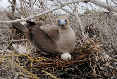 Los piqueros de patas rojas son los m&aacute;s afectados por el virus de la gripe aviar en Gal&aacute;pagos