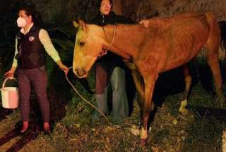Unidad de Bienestar Animal atendi&oacute; a animales afectados por los incendios