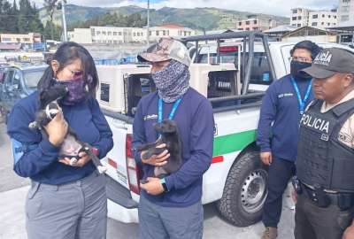 En Quito, gatos y cachorros fueron encontrados en condiciones cr&iacute;ticas en un mercado. El presunto vendedor huy&oacute; del lugar.