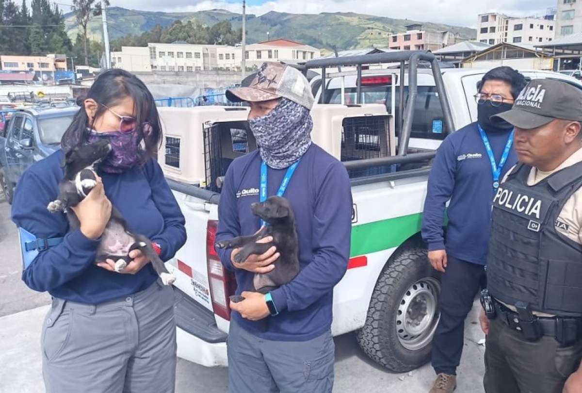 En Quito, gatos y cachorros fueron encontrados en condiciones críticas en un mercado. El presunto vendedor huyó del lugar.