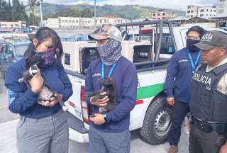 &iexcl;Abandonados y enfermos! Rescatan 11 animales destinados a la venta ilegal en Quito