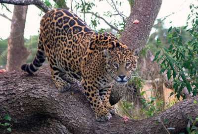 Falleci&oacute; Tobuna, jaguar emblema en la reintroducci&oacute;n de a especie en espacios silvestres 
