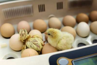 Mujer compr&oacute; 90 huevos, los dej&oacute; un par de d&iacute;as y salieron pollitos. 