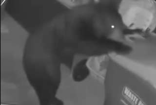 Oso roba contenedor de basura en Alabama y se vuelve viral