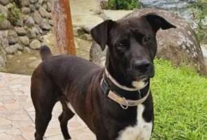 Rocky cruz&oacute; la meta de los 80 km en el Centro Hist&oacute;rico de Quito. 