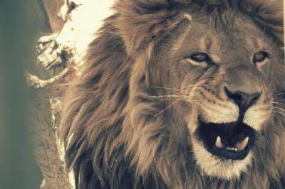 Un le&oacute;n fue captado mientras caminaba por un barrio de Ocoyoacac 