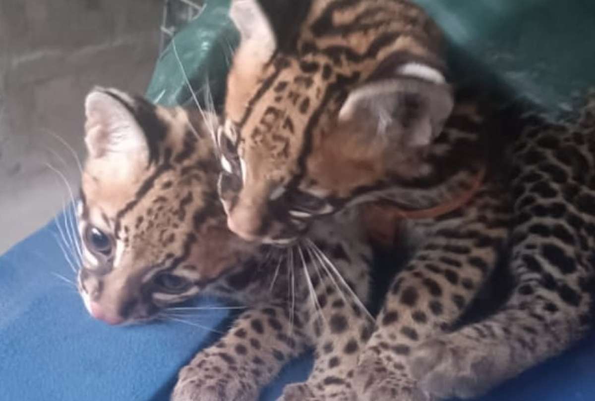 En Ecuador, el COIP condena los delitos contra la vida silvestre con pena privativa de libertad de uno a tres años.