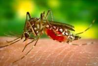 En lo que va de 2023 se han reportado m&aacute;s de 19.000 casos de dengue en Ecuador. 