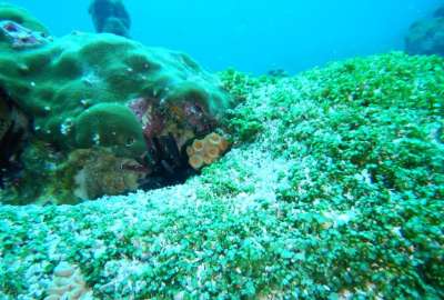 Se implementan acciones para proteger el &uacute;nico arrecife del archipi&eacute;lago de Gal&aacute;pagos