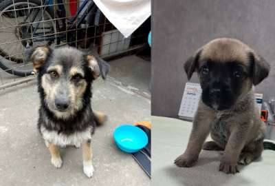Con&oacute;cela y Rocky buscan un hogar responsable en Quito