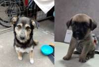 Dos tiernos perritos rescatados en Quito (Conócela y Rocky) esperan una segunda oportunidad. Ellos buscan un hogar responsable.