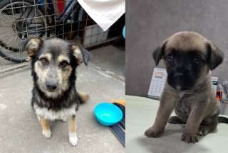 Con&oacute;cela y Rocky buscan un hogar responsable en Quito