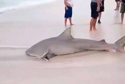 Turistas y residentes de Crucita, en Manab&iacute;, quedaron impactados tras el avistamiento de un tibur&oacute;n toro a escasos metros de la playa. Sin embargo, los pescadores del lugar lo habr&iacute;an capturado. 