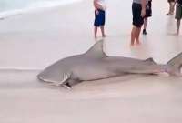 Turistas y residentes de Crucita, en Manabí, quedaron impactados tras el avistamiento de un tiburón toro a escasos metros de la playa. Sin embargo, los pescadores del lugar lo habrían capturado.
