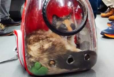 Un gato viaj&oacute; por primera vez en el Metro de Quito